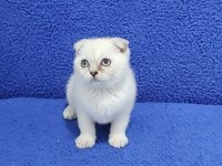 TESLİME HAZIR MÜKEMMEL BİR SCOTTİSH FOLD