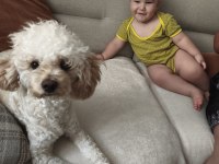Dişi toy poodle 7 aylık