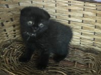Siyah harika erkek yavru çok uygun puana scottish fold