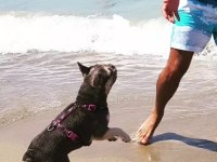 French bulldog yetişkin