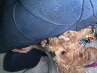 Yurt Dışına Taşınıyoruz Acil Köpeğimiz