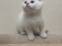 Pamuk şekerlerim british shorthair