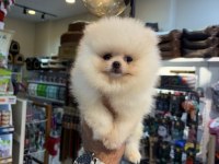 Pomeranian yavrular
