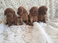 Sevimli ve Oyuncu Toy Poodle Yavrularımız