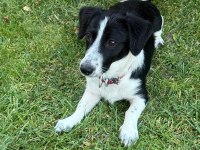JACK RUSSELL - BORDER COLLIE KIRMASI ZEKİ YAVRU DİŞİ