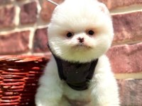 Pomeranian yavrular