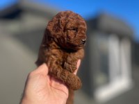 Red brown poodle yavrular