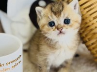 Rezerve Açık Golden Kedimiz