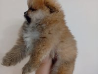 SAFKAN POMERANİAN BOO ERKEK YAVRU