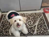 Maltese terrier aşıları çipi karnesi herşeyi tamam