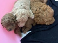 1.5 Aylık orj toy poodle yavruları