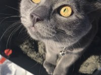 1 Yaşında Tatlı Russian Blue Kızımız Dumoşa Yuva Arıyoruz