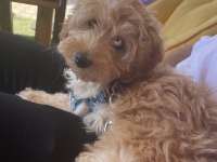 3 Aylık Maltipoo