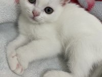 Fıstık chinchilla kızımıza ömürlük yuva arıyoruz