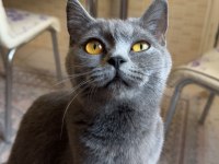 Mükemmel Eğitimli British Shorthair