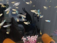 İthal albino skyblue ribbon fin c swallow lepistes