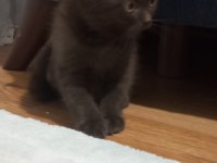 Bitter Çikolata British Shorthair