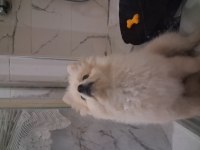 4 aylık pomeranian aşıları yapıldı sağlıklı ve oyuncu