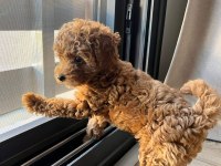 RED BROWN TOY POODLE YAVRULAR