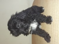 Terrier maltese siyah beyaz