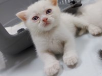 Saf ırk kedilerini yeni ailesini arıyor scottish fold