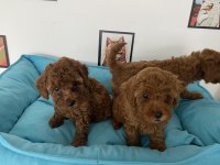 Petmode köpek çiftliğinden toy poodle yavrular