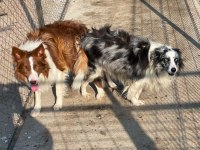 Muhteşem border collie bebekler