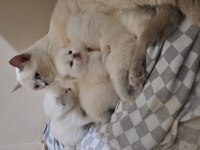 Blue point scottish fold yavrular sahiplendirilecektir