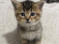 British Shorthair Yavru Kedimiz
