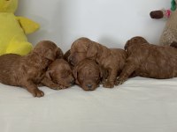 Toy poodle yavruları