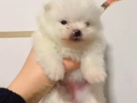 TEACUP TEDDY BEAR POMERANİAN