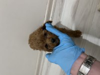 Teslime hazır red brown toy poodle