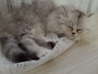British longhair