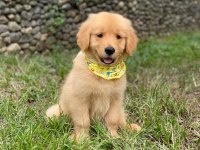 Golden Retriever Yavruları