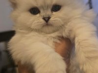 British longhair şecereli