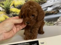 Çok Tatlı Orijinal Teacup Poodle Yavrusu
