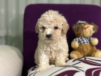 Hastalıksız maltipoo yavrularımız