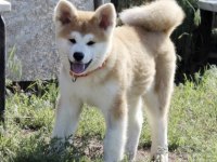 Akita İnu Köpeği