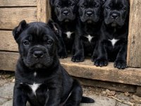 A Kalite Irk Garantili Dev Cane Corso Yavrular