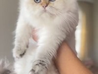 Şecereli dişi british longhair prenses yuvasını arıyor