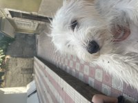 Sevimli terrier çocuğumuz roxy
