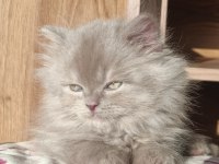 British Longhair Erkek Yavrumuz