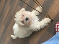 Tuvalet eğitimli güzellik maltipoo