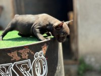 Mükemmel anatomi çift DNA french bulldog yavrular