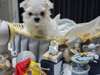A scrli babadan kore maltese bebekler