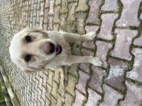 Sevimli golden retriever