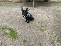 Tam oyuncu french dişi köpeğimiz yer sıkıntısı olduğu için