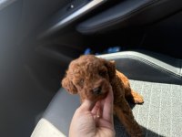 KORE KAN RED TOY POODLE YAVRULARIM 
