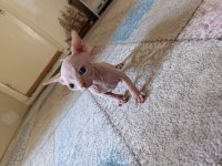 Sphynx (Sfenks) Yavru Erkek
