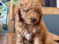 0 NO MİNİ TOY POODLE KIZIMIZ